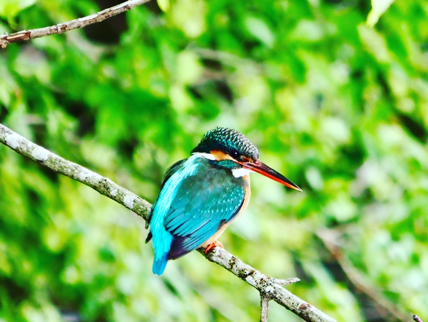 ねむねむあざらし